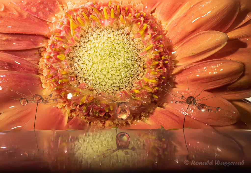 Refraktion mit Flugsamen und Gerbera