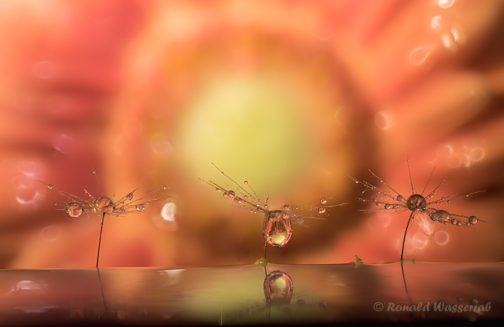 Refraktion mit Flugsamen und Gerbera
