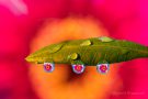 Refraktion vor Gerbera
