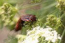 Streifenwanzen  (Graphosoma italicum) bei der Paarung