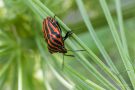 Streifenwanze (Graphosoma italicum)