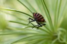 Streifenwanze  (Graphosoma italicum)