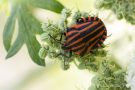 Streifenwanze  (Graphosoma italicum)