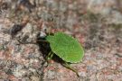 Larve der Wipfel-Stachelwanze (Acanthosoma haemorrhoidale)