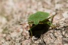 Larve der Wipfel-Stachelwanze (Acanthosoma haemorrhoidale)