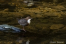 Wasseramsel an der Kall