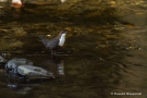 Wasseramsel mit Futter an der Kall