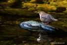 Wasseramsel mit Futter