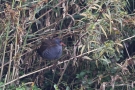 Wasserralle (Rallus aquaticus) am Klingnauer Stausee