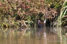 Wasserralle (Rallus aquaticus) am Klingnauer Stausee