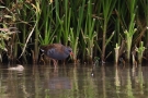 Wasserralle (Rallus aquaticus) am Klingnauer Stausee