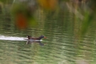 Wasserralle (Rallus aquaticus) am Klingnauer Stausee