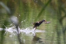 Wasserralle (Rallus aquaticus) am Klingnauer Stausee
