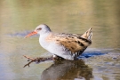 Wasserralle (Rallus aquaticus)