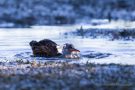 Badende Wasserralle (Rallus aquaticus) am rechten Rheindamm im Bodensee