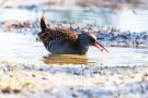 Wasserralle (Rallus aquaticus) am rechten Rheindamm im Bodensee