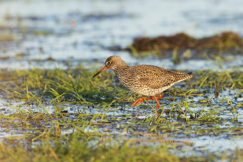 Rotschenkel (Tringa totanus)