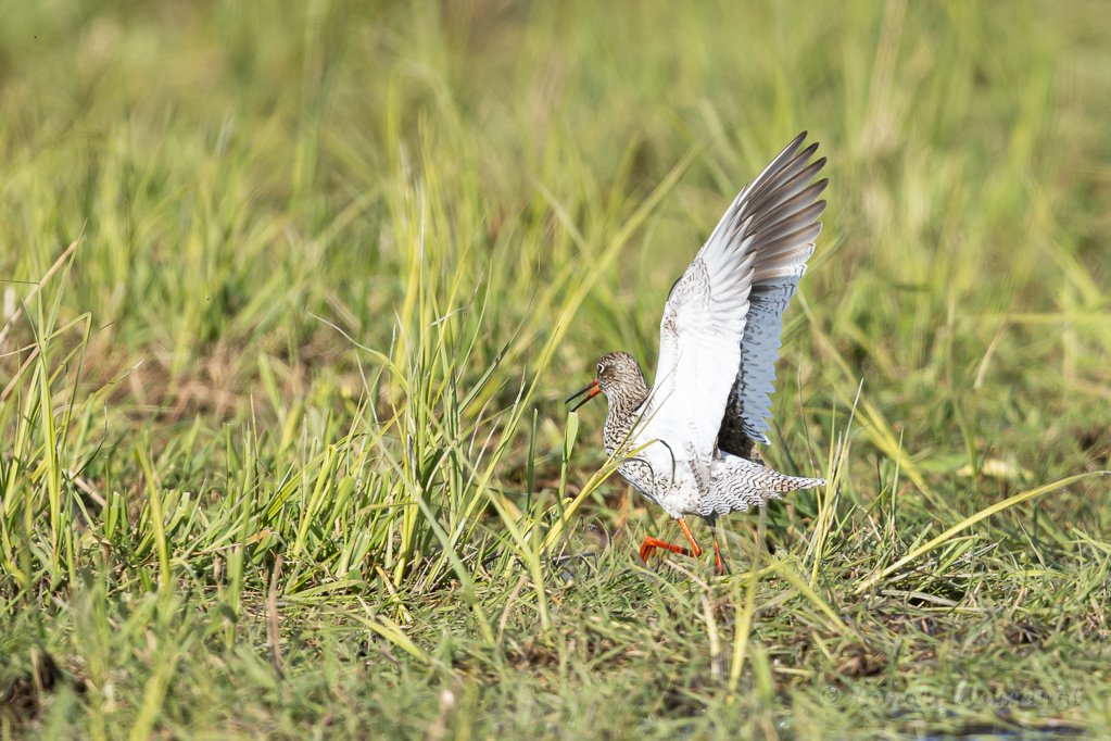 Balzender Rotschenkel im Ochsenmoor am Dümmer