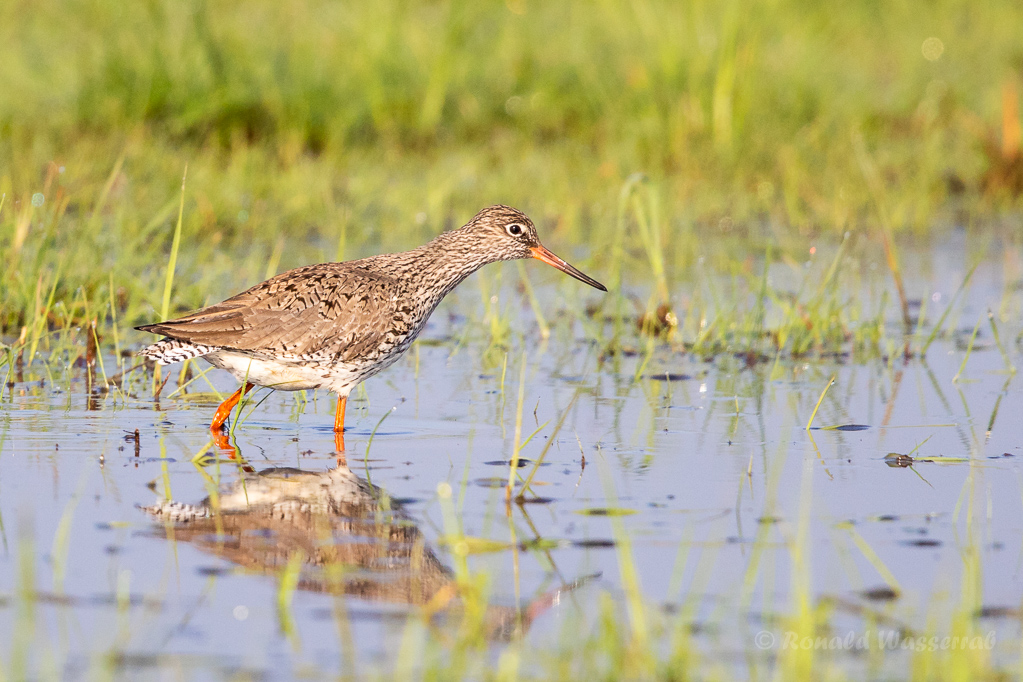 Rotschenkel (Tringa totanus) im Ochsenmoor