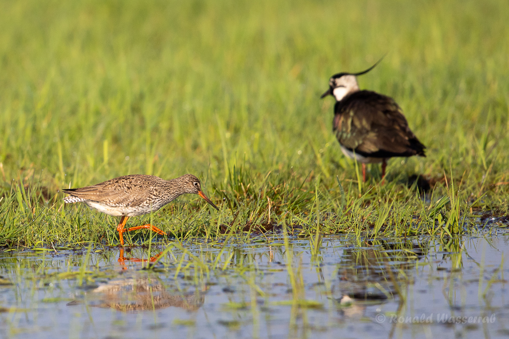 Rotschenkel (Tringa totanus) im Ochsenmoor