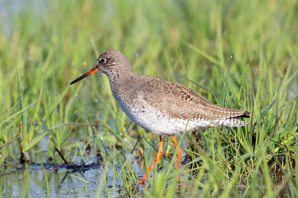Rotschenkel (Tringa totanus) im Ochsenmoor
