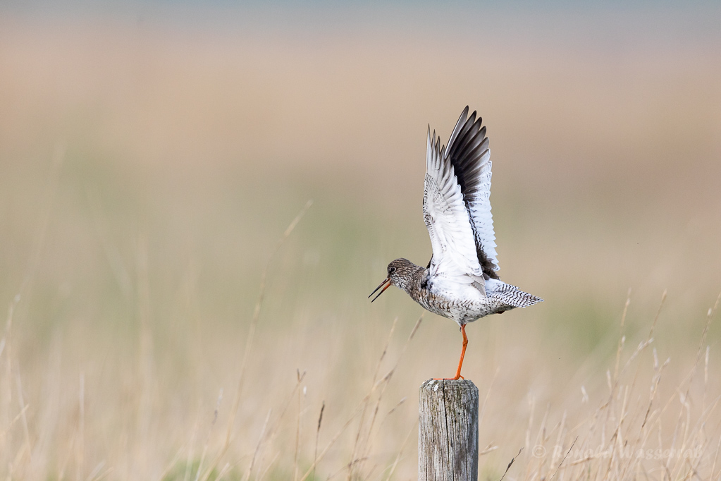 Rotschenkel  (Tringa totanus)