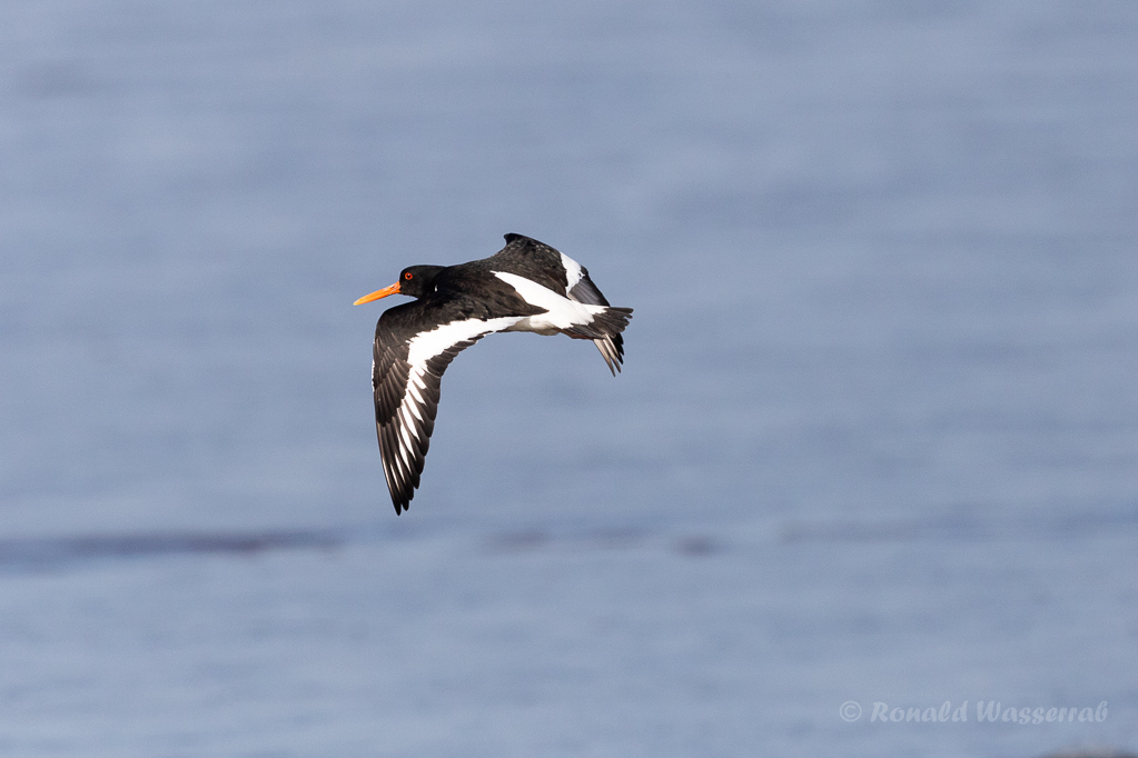Austernfischer (Haematopus ostralegus)