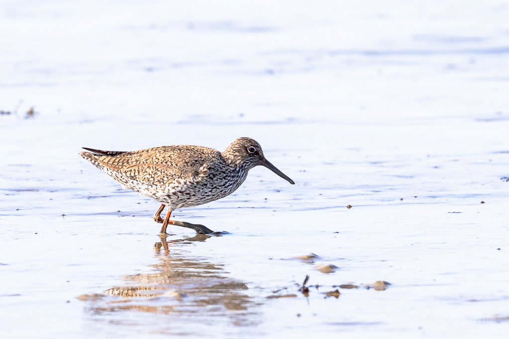 Rotschenkel  (Tringa totanus)