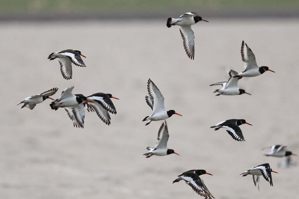 Austernfischer (Haematopus ostralegus) bei Büsum