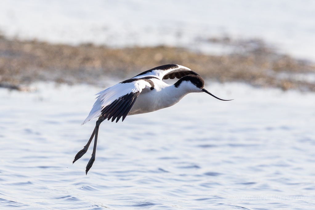 Säbelschnäbler (Recurvirostra avosetta)