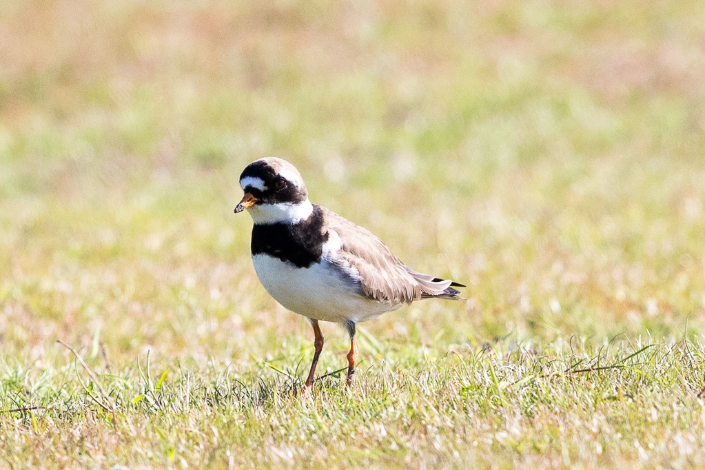 Sandregenpfeifer (Charadrius hiaticula)