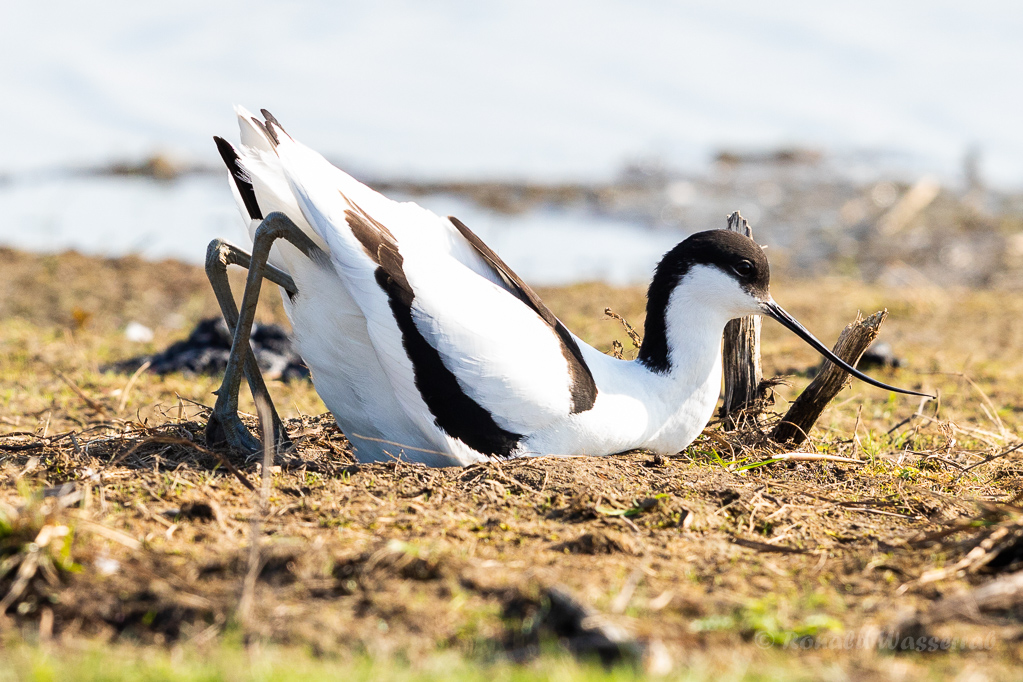 Säbelschnäbler (Recurvirostra avosetta) beim Graben einer Nestmulde