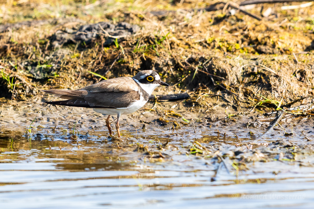 Flussregenpfeifer (Charadrius dubius)