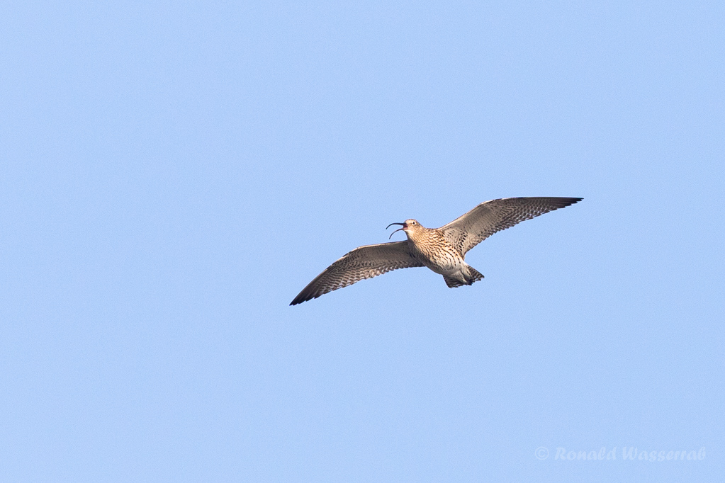 Großer Brachvogel (Numenius arquata)