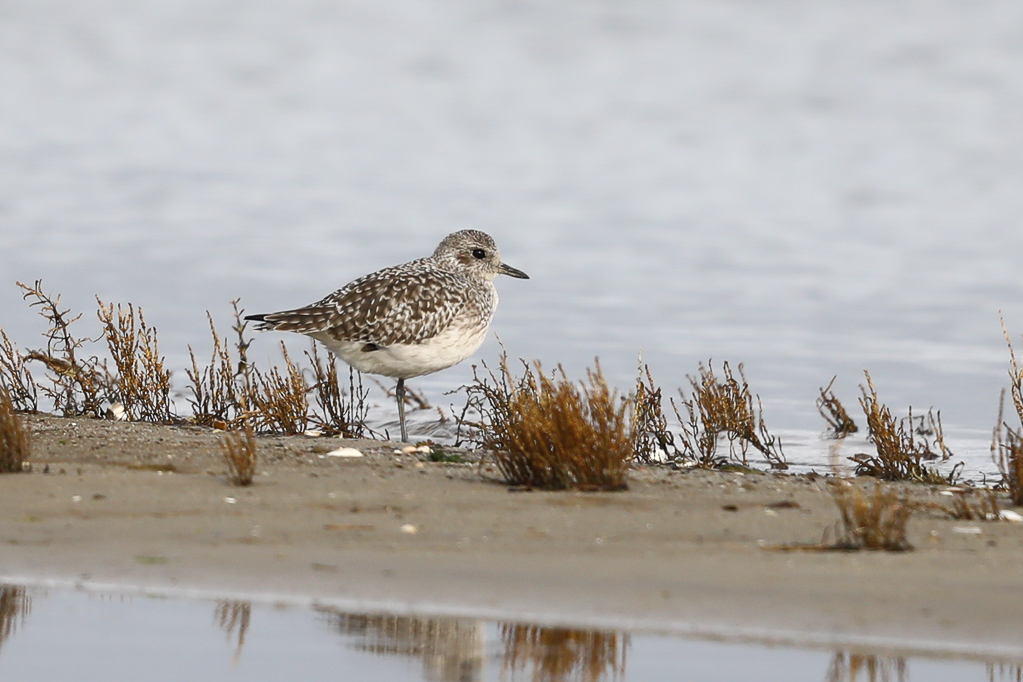 Kiebitzregenpfeifer (Pluvialis squatarola) am Beltringharder Koog