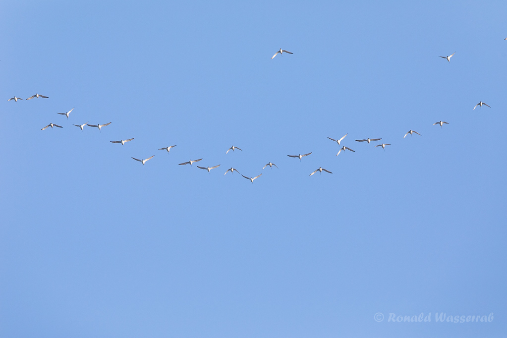 Große Brachvögel (Numenius arquata)