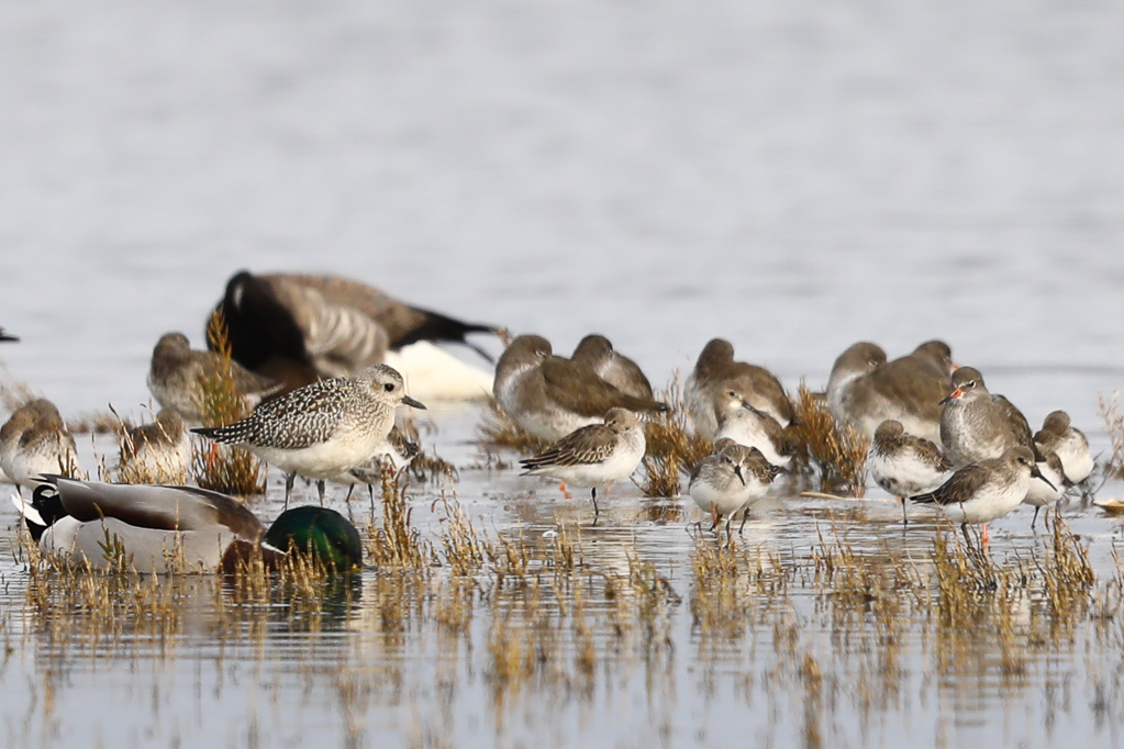 Kiebitzregenpfeifer (Pluvialis squatarola), Alpenstrandläufer (Calidris alpina) und Rotschenkel (Tringa totanus) am Beltringharder Koog
