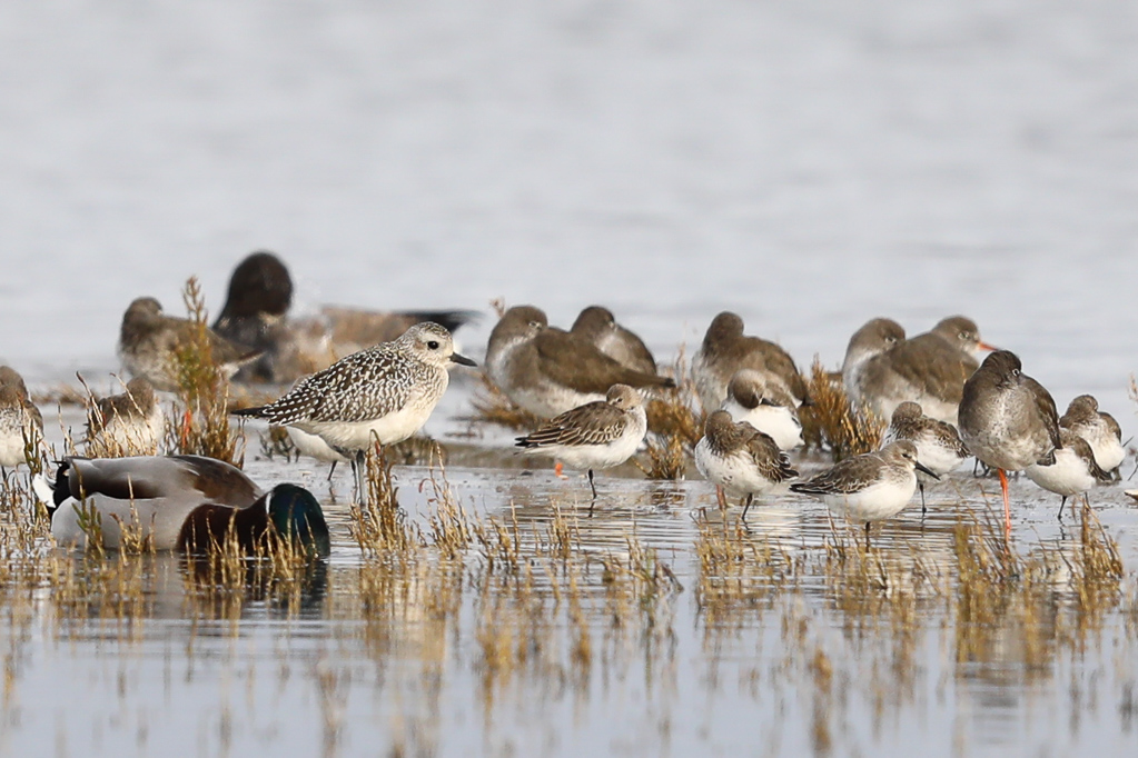 Kiebitzregenpfeifer (Pluvialis squatarola), Alpenstrandläufer (Calidris alpina) und Rotschenkel (Tringa totanus) am Beltringharder Koog