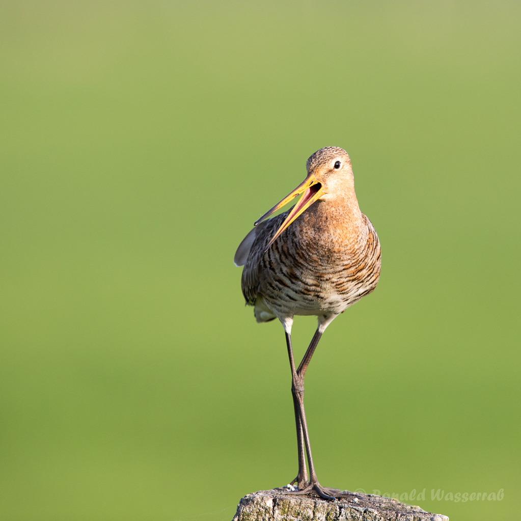Uferschnepfe (Limosa limosa) im Ochsenmoor