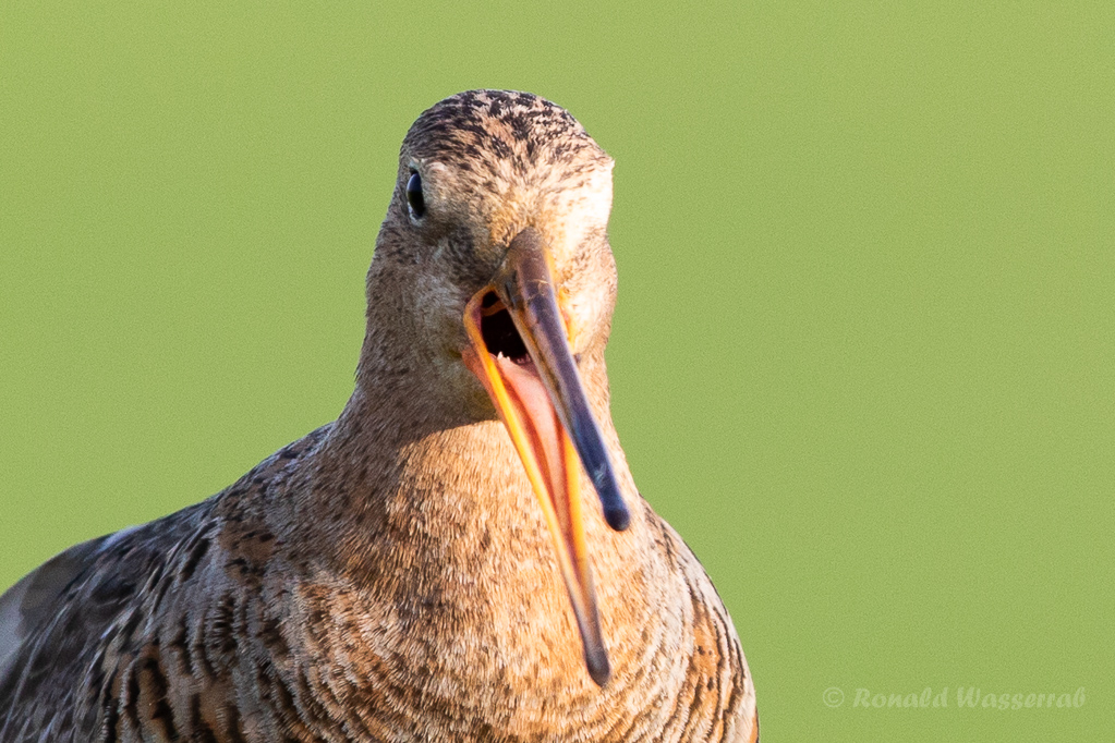Uferschnepfe (Limosa limosa) im Ochsenmoor