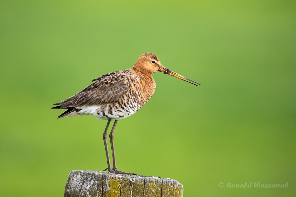 Uferschnepfe (Limosa limosa) im Ochsenmoor