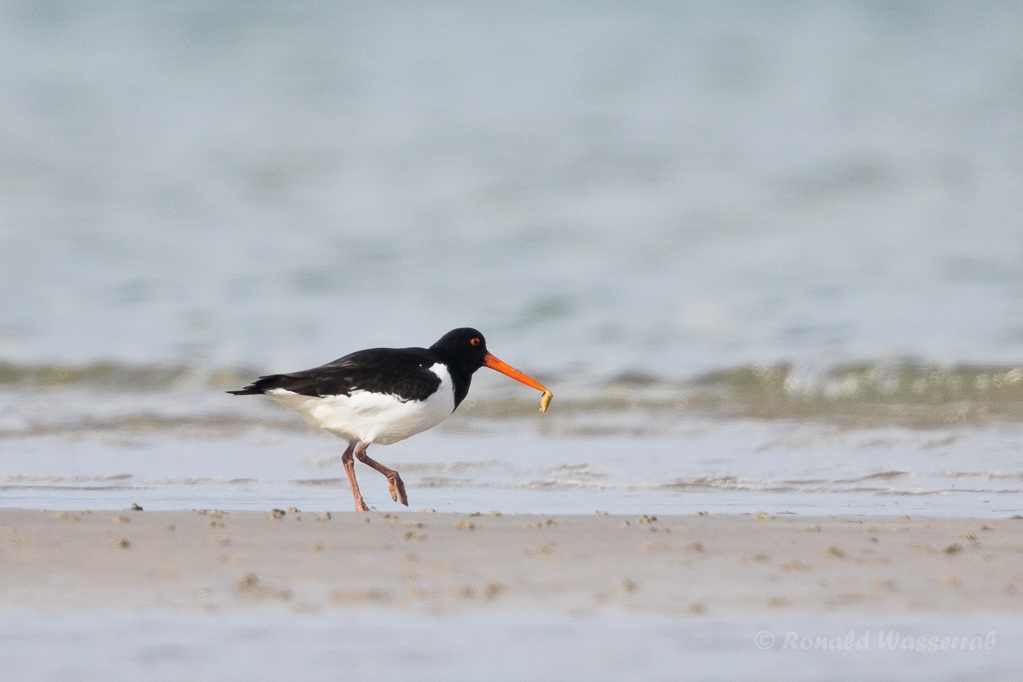 Austernfischer (Haematopus ostralegus) mit Beute
