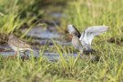 Balzender Rotschenkel im Ochsenmoor am Dümmer