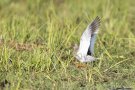 Balzender Rotschenkel im Ochsenmoor am Dümmer