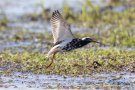 Kampfläufer (Calidris pugnax, Syn.: Philomachus pugnax)