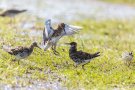 Balzkampfverhalten der Kampfläufer (Calidris pugnax, Syn.: Philomachus pugnax)