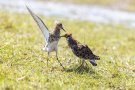 Balzkampfverhalten der Kampfläufer (Calidris pugnax, Syn.: Philomachus pugnax)