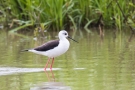 Stelzenläufer-Weibchen (Himantopus himantopus)