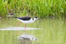 Stelzenläufer-Männchen (Himantopus himantopus)