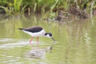 Stelzenläufer-Männchen (Himantopus himantopus)